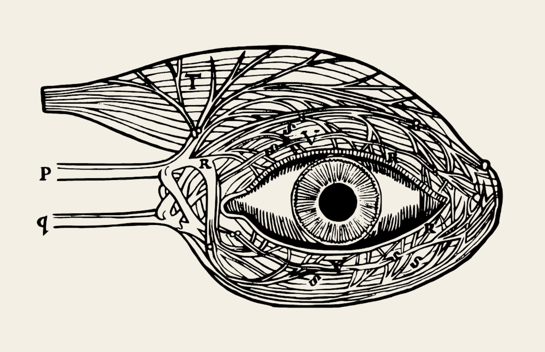 eye