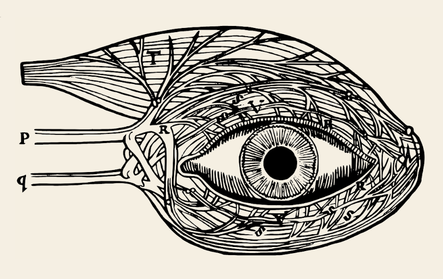 Eye Icon