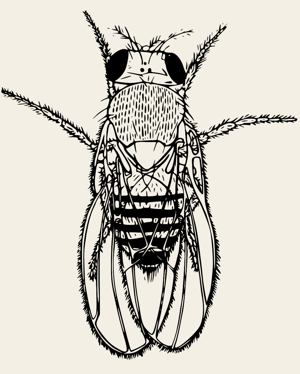 fly